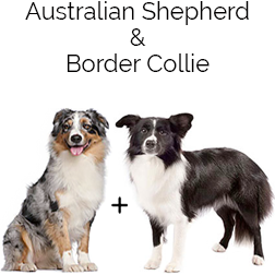 Border Aussie Dog
